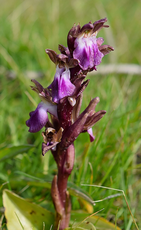 La mia prima orchidea: Anacamptis collina