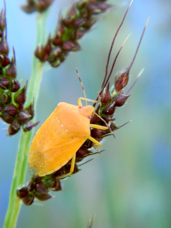 Pentatomidae: Nezara viridula... arancione e mantovana