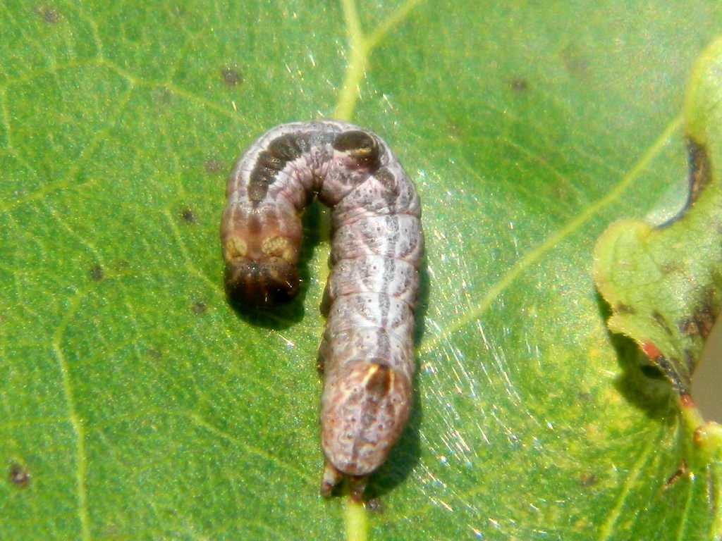 Dalla larva all''adulto: Subacronicta megacephala, Noctuidae