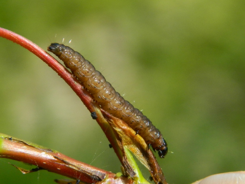 Ciclo vitale di Tortricidae: Hedya salicella