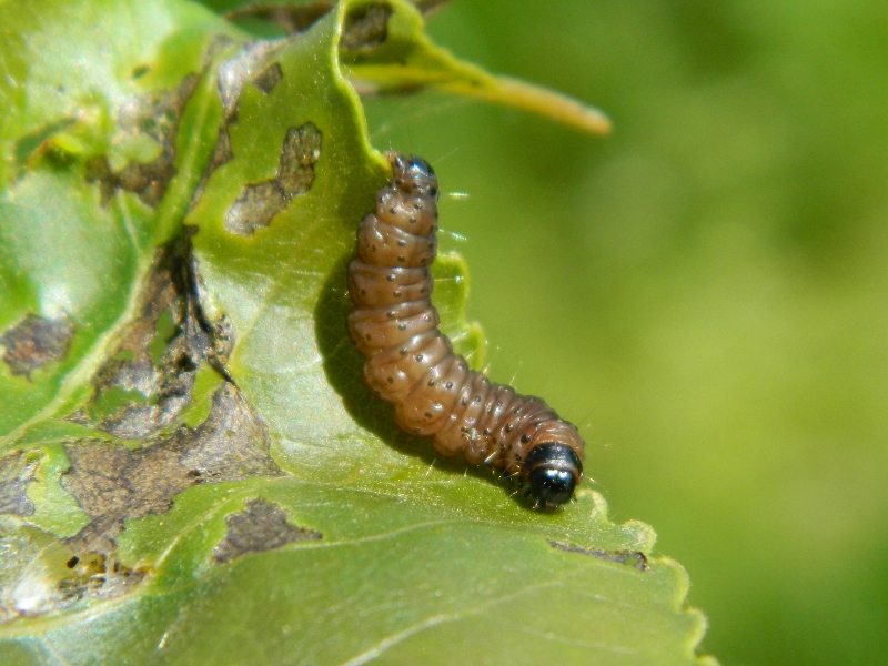 Ciclo vitale di Tortricidae: Hedya salicella