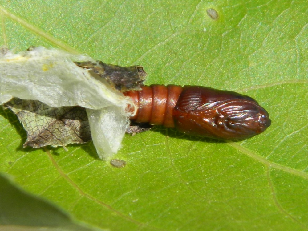 Ciclo vitale di Tortricidae: Hedya salicella