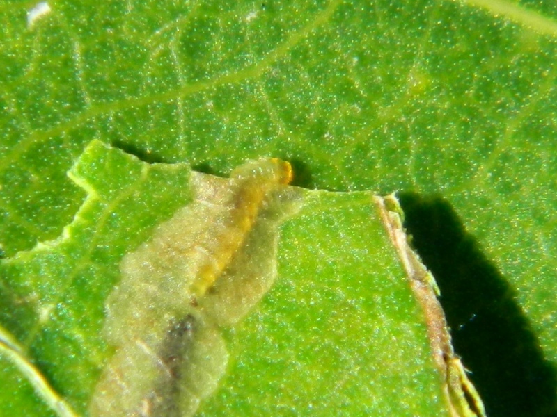 Larva di Nepticulidae e adulto di Stigmella trimaculella