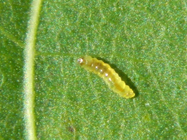 Larva di Nepticulidae e adulto di Stigmella trimaculella