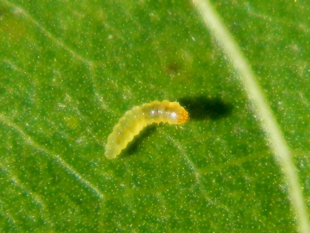 Larva di Nepticulidae e adulto di Stigmella trimaculella