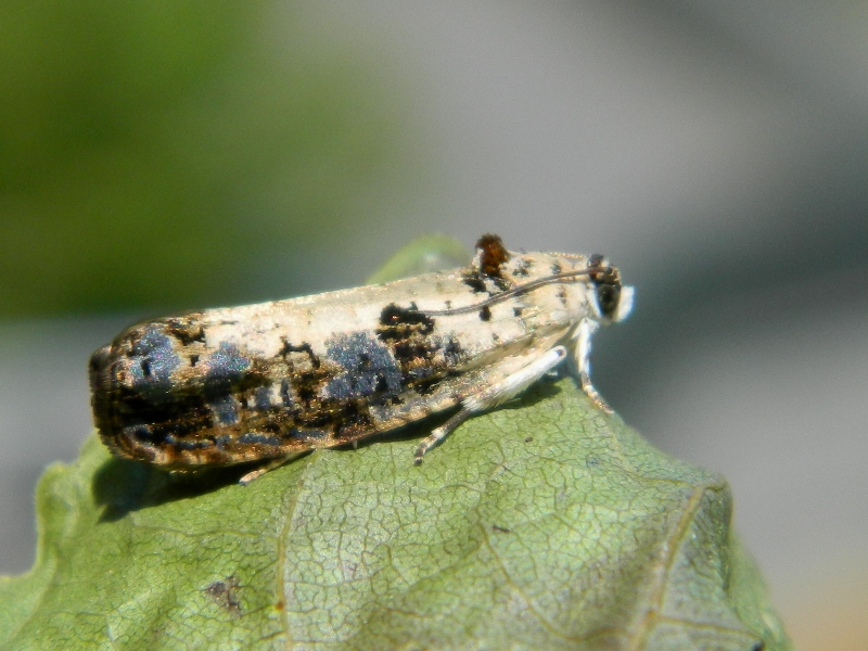 Ciclo vitale di Tortricidae: Hedya salicella