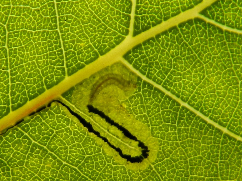 Larva di Nepticulidae e adulto di Stigmella trimaculella