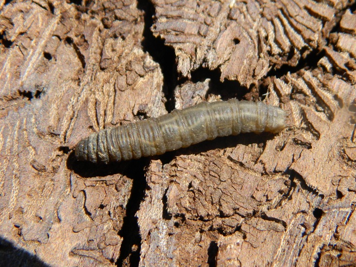 Larva di Tipulidae