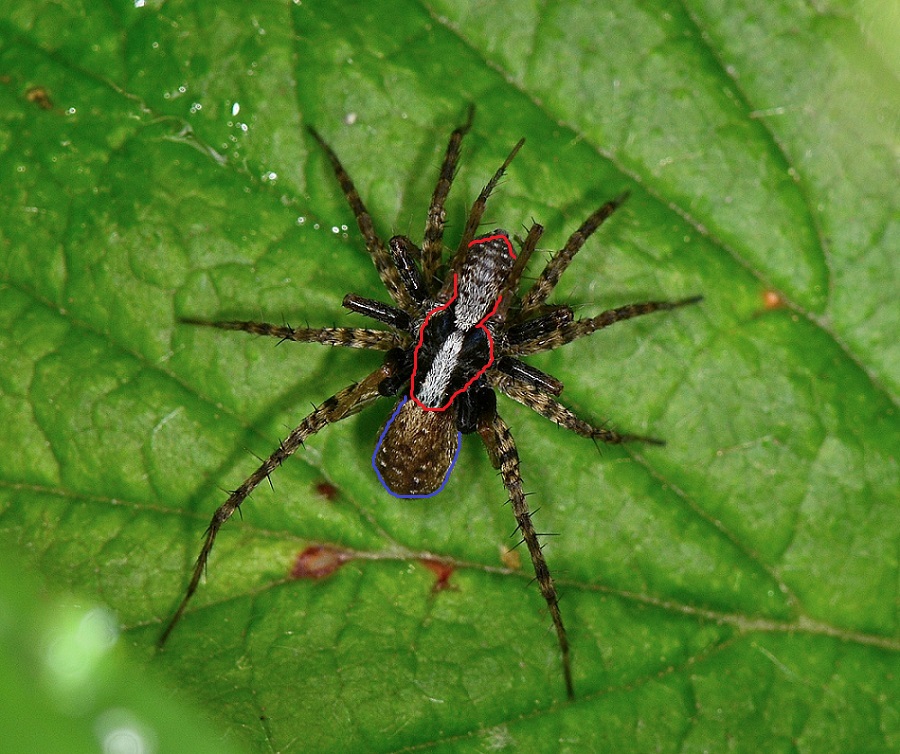 Lotta o accoppiamento ? Copula di Pardosa gr. lugubris - Bannio Anzino (VB)