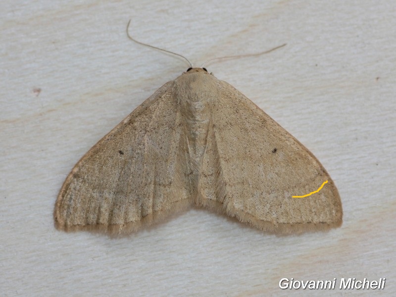 Scopula...? No, Idaea straminata, Geometridae
