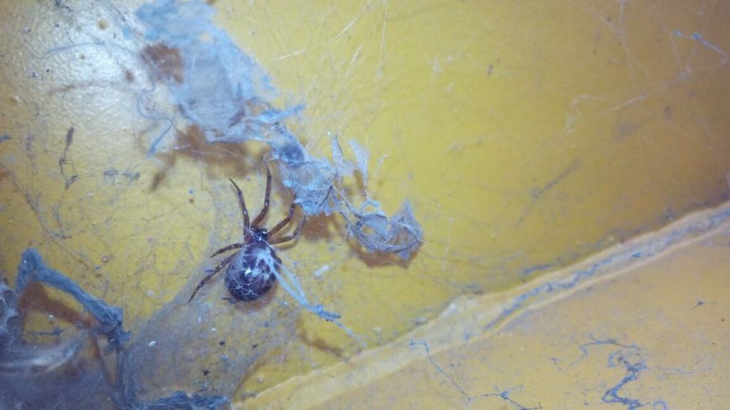 Steatoda nobilis -