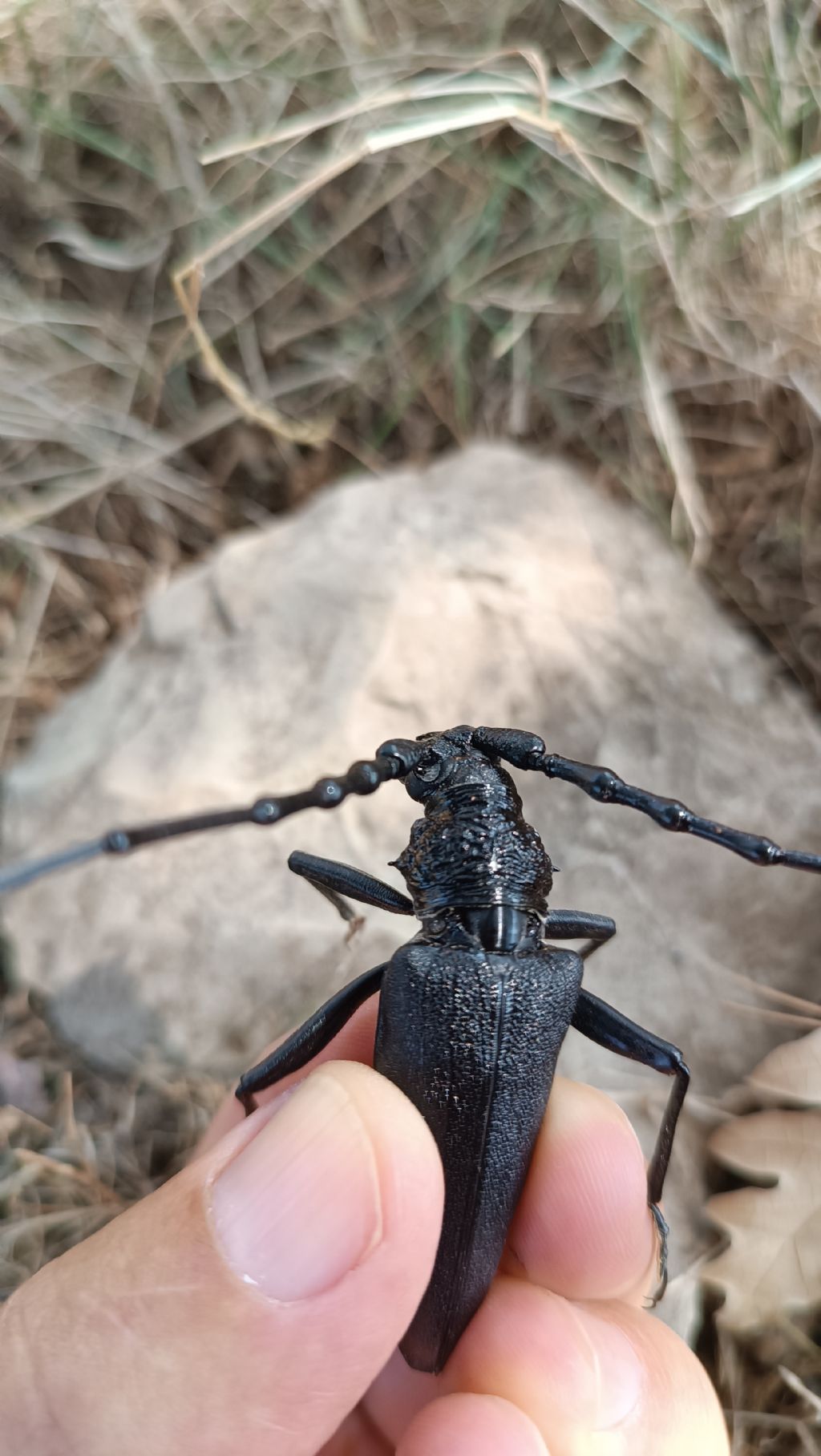 Cerambycidae: Cerambyx cerdo? S, maschio.
