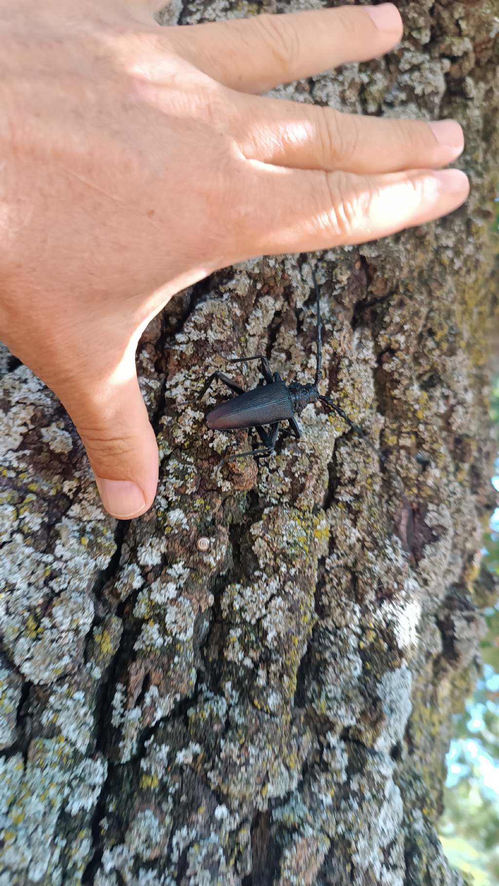 Cerambycidae: Cerambyx cerdo? S, maschio.