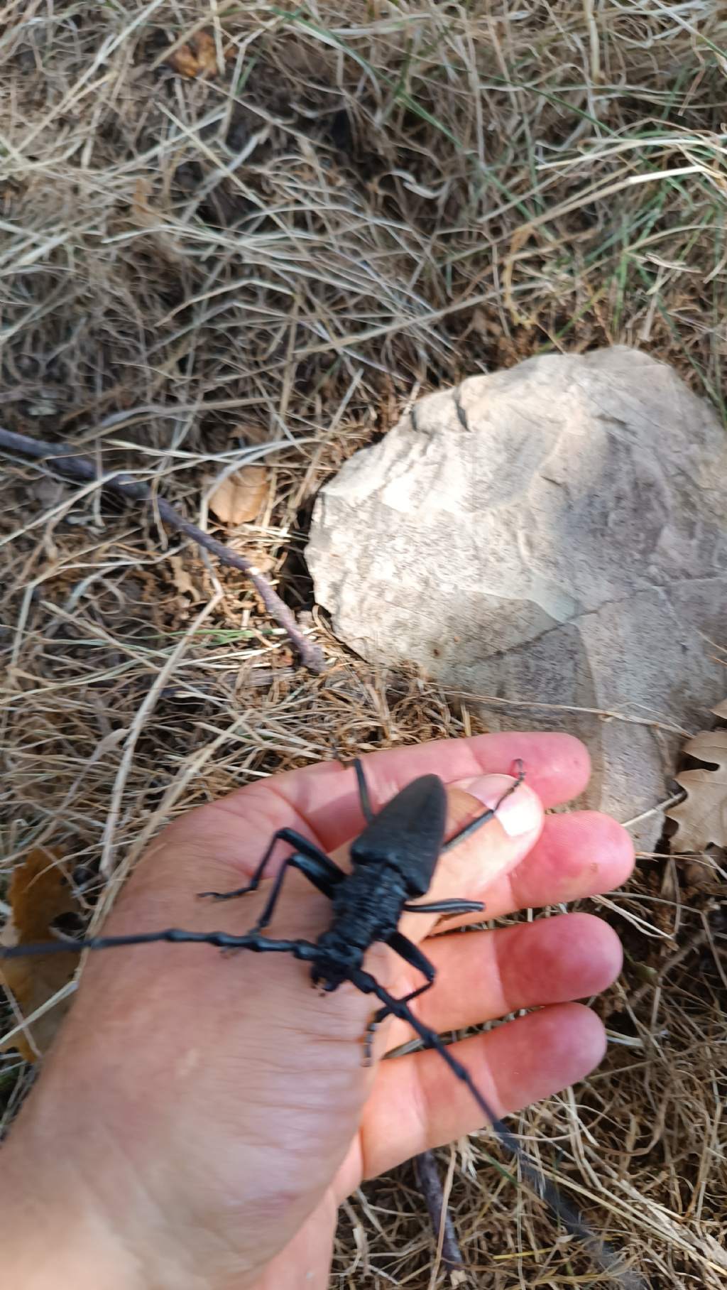 Cerambycidae: Cerambyx cerdo? S, maschio.