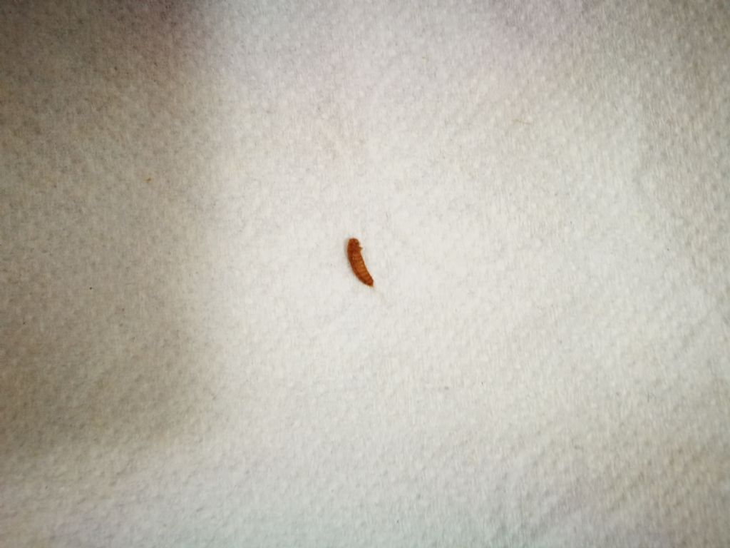 Antreno della scrofularia: Piuttosto un Attagenus sp.