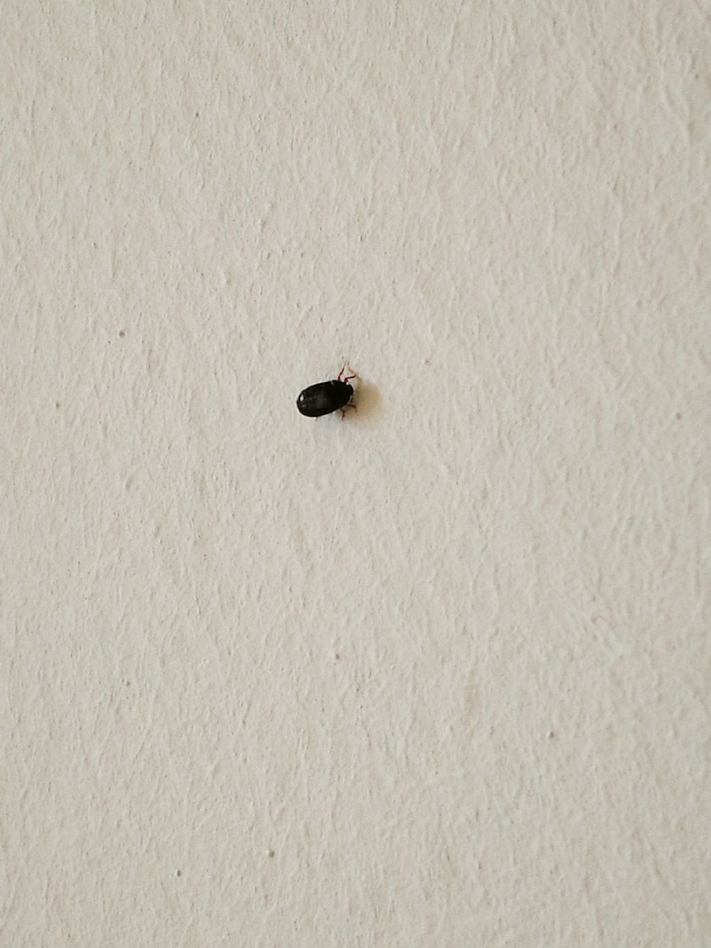 Antreno della scrofularia: Piuttosto un Attagenus sp.