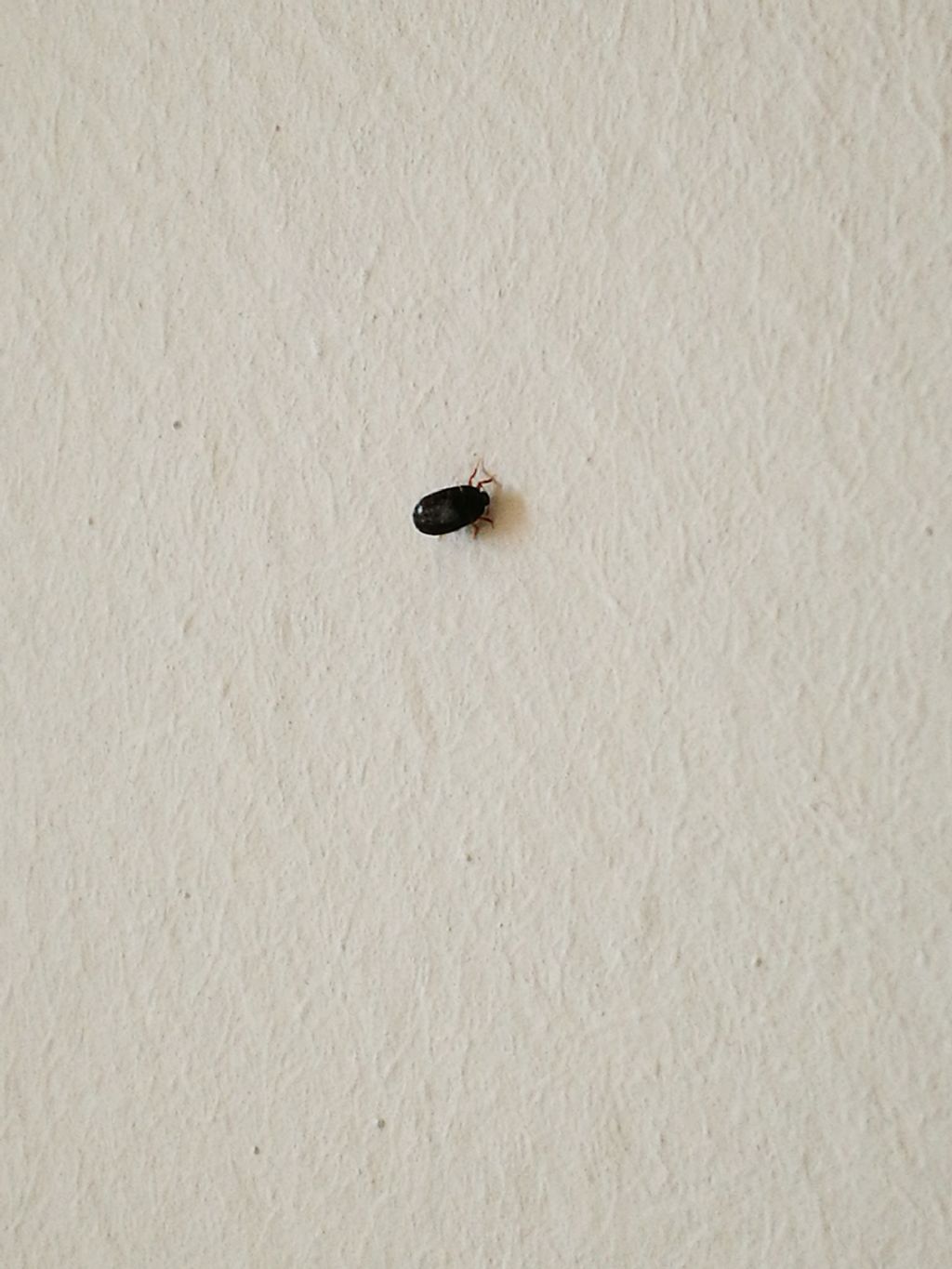 Antreno della scrofularia: Piuttosto un Attagenus sp.
