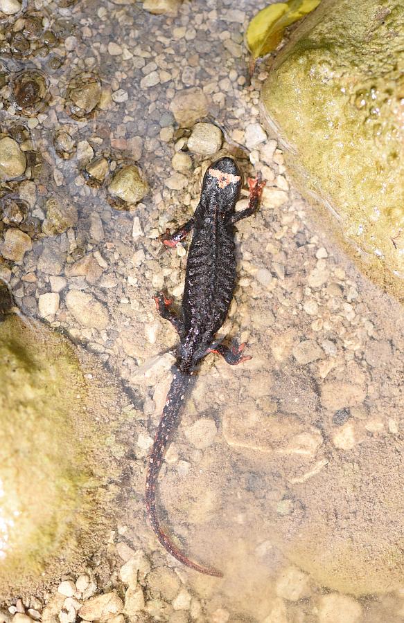 Salamandrina perspicillata