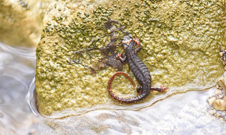 Salamandrina perspicillata