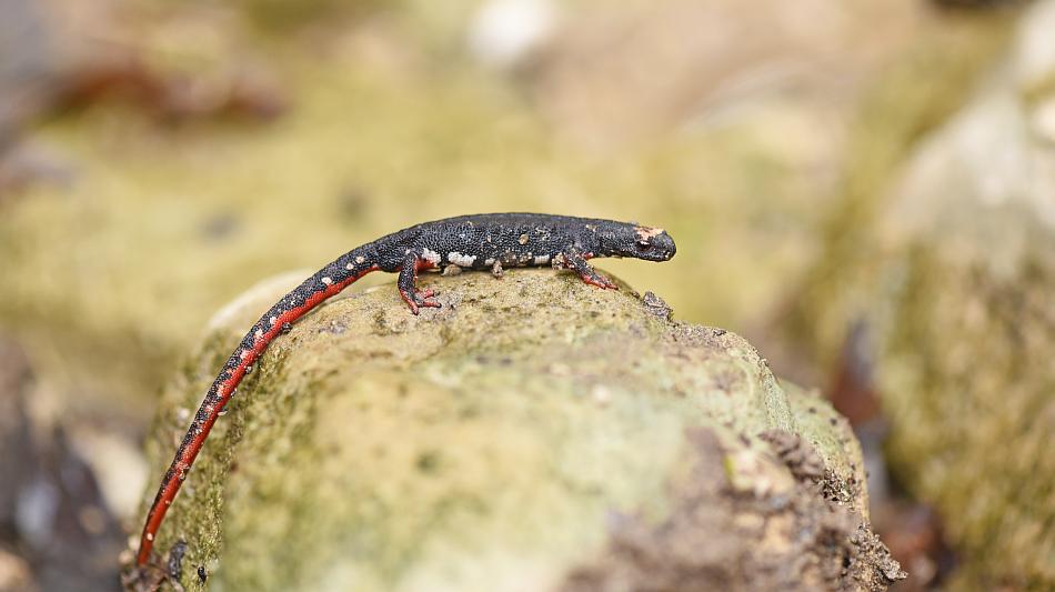 Salamandrina perspicillata