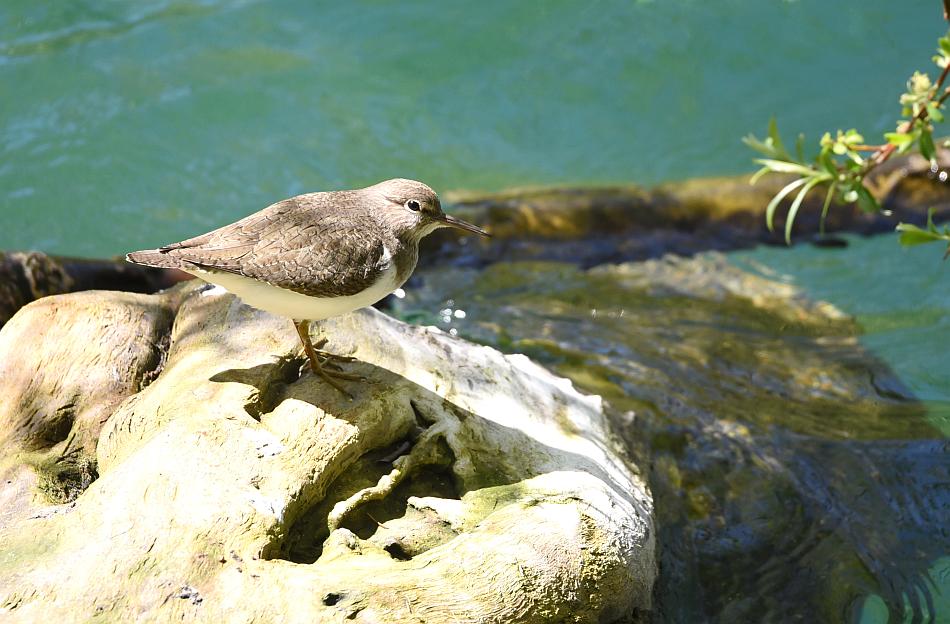 E'' un Piro piro?  S, Piro piro piccolo (Actitis hypoleucos)