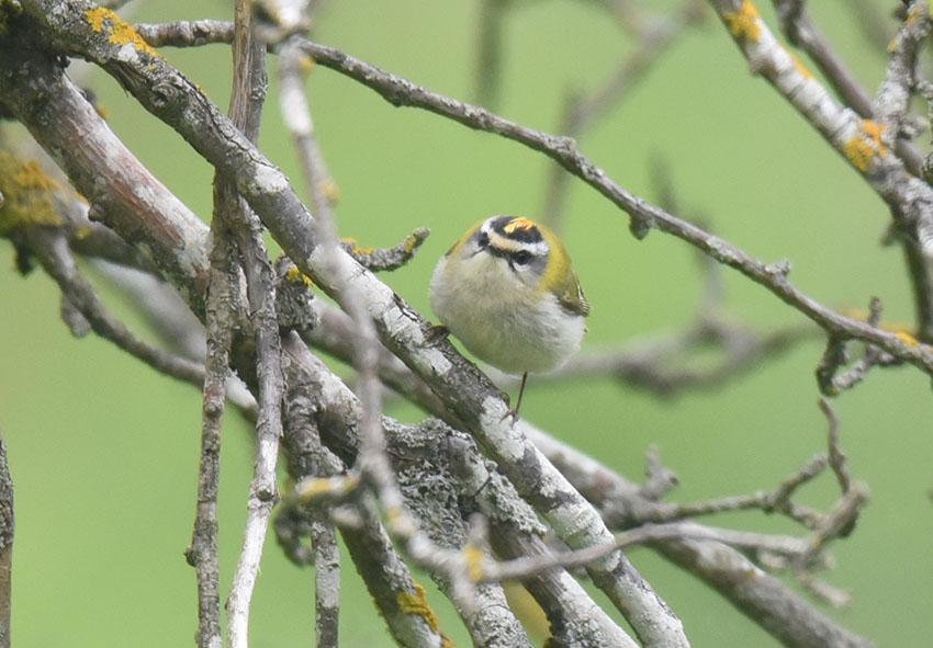 E'' un Regolo?  No,  un Fiorrancino (Regulus ignicapilla)