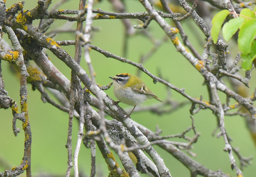 E'' un Regolo?  No,  un Fiorrancino (Regulus ignicapilla)