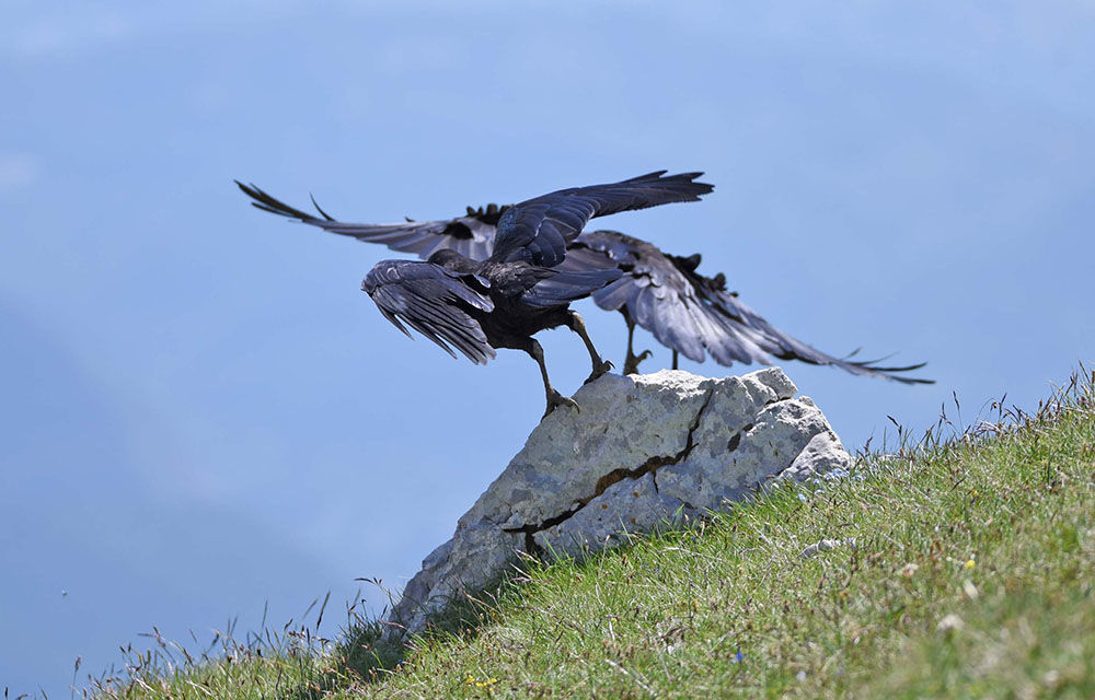 Corvi imperiali (Corvus corax) in alta quota