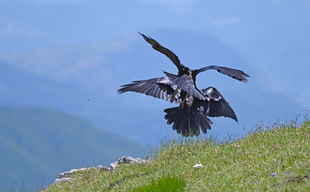 Corvi imperiali (Corvus corax) in alta quota