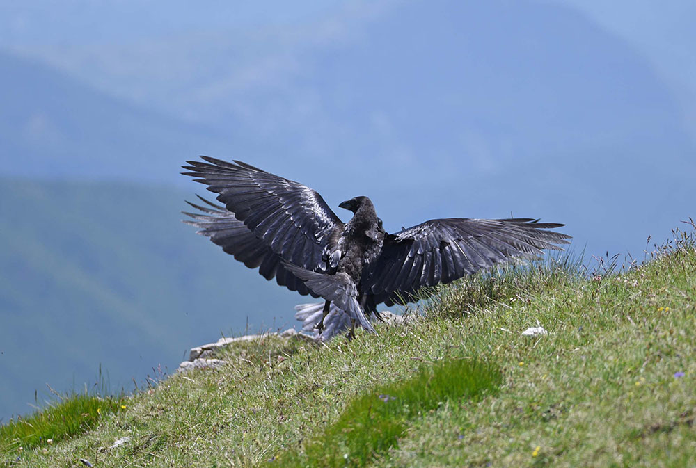 Corvi imperiali (Corvus corax) in alta quota