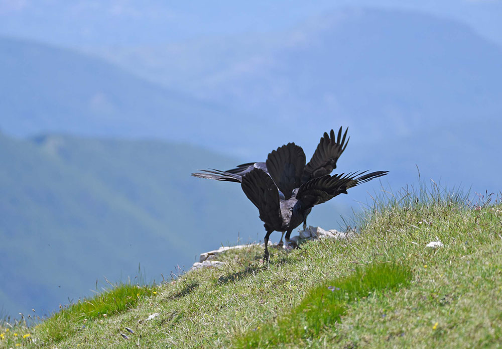 Corvi imperiali (Corvus corax) in alta quota