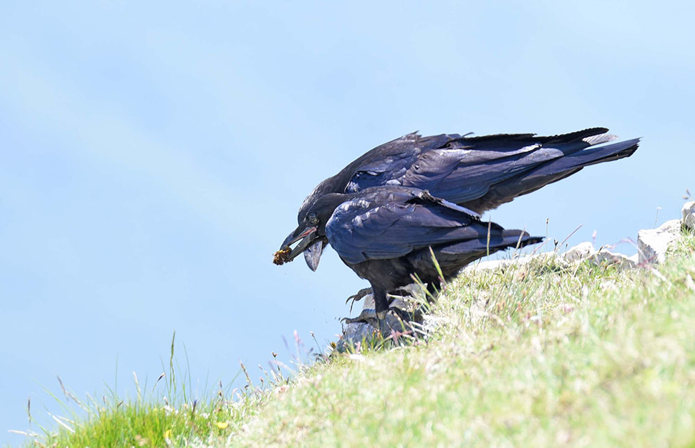 Corvi imperiali (Corvus corax) in alta quota