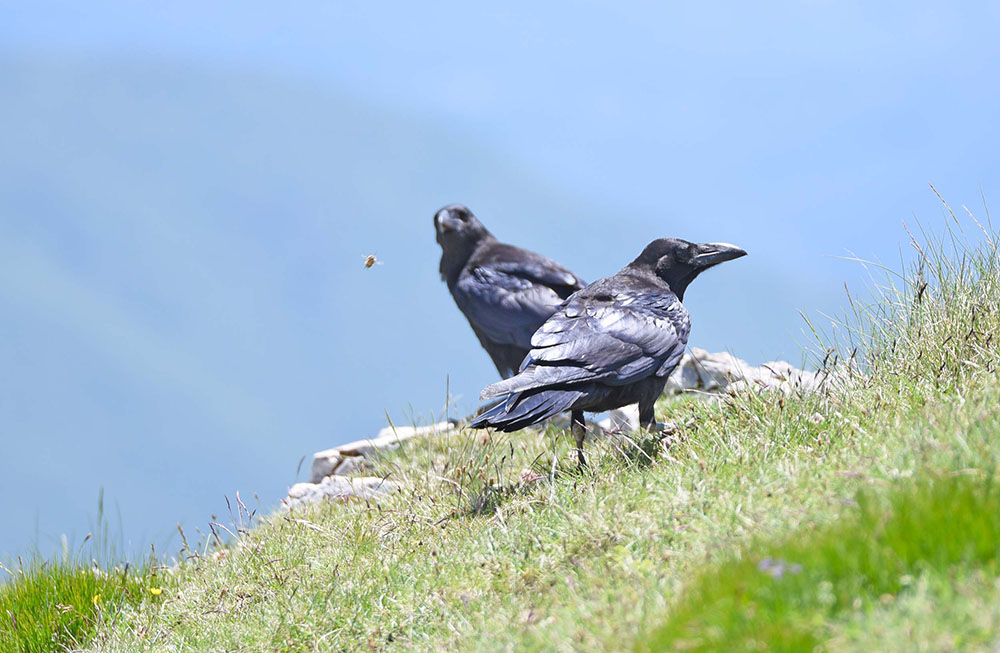 Corvi imperiali (Corvus corax) in alta quota