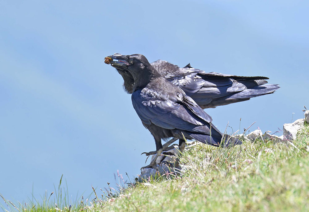 Corvi imperiali (Corvus corax) in alta quota