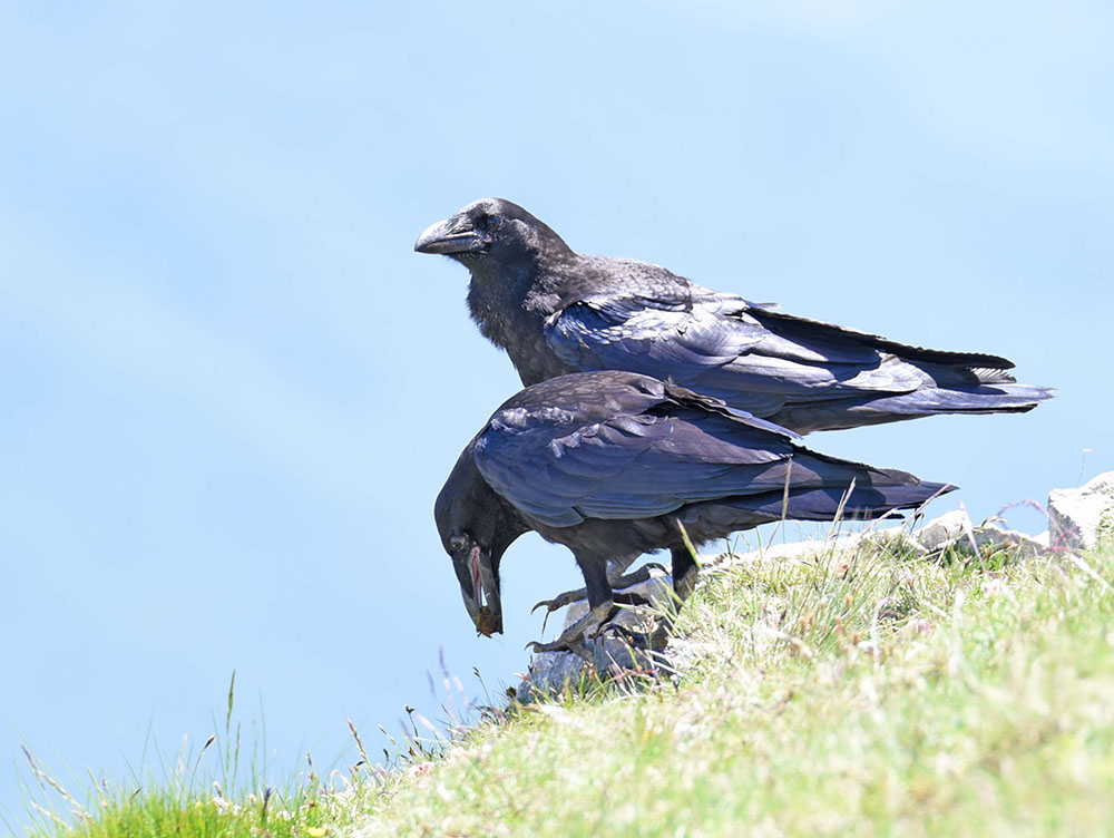 Corvi imperiali (Corvus corax) in alta quota