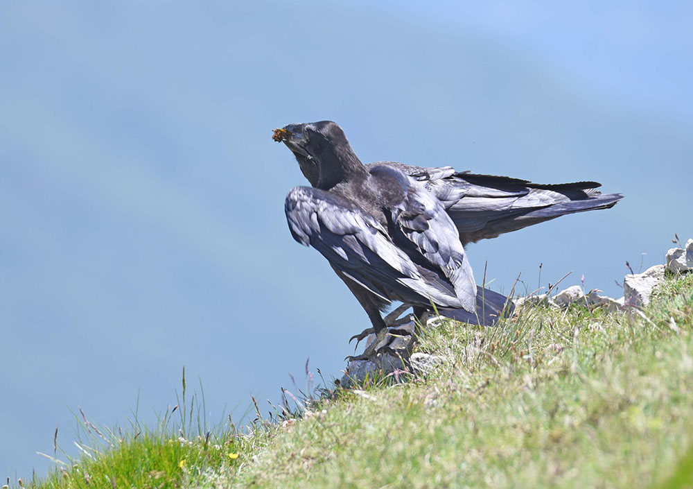 Corvi imperiali (Corvus corax) in alta quota