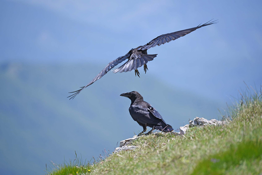 Corvi imperiali (Corvus corax) in alta quota