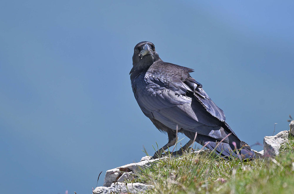 Corvi imperiali (Corvus corax) in alta quota