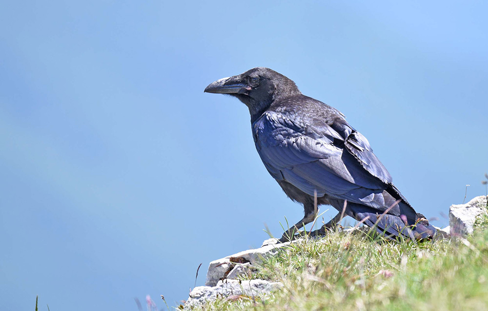 Corvi imperiali (Corvus corax) in alta quota