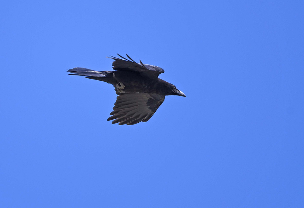 Corvi imperiali (Corvus corax) in alta quota