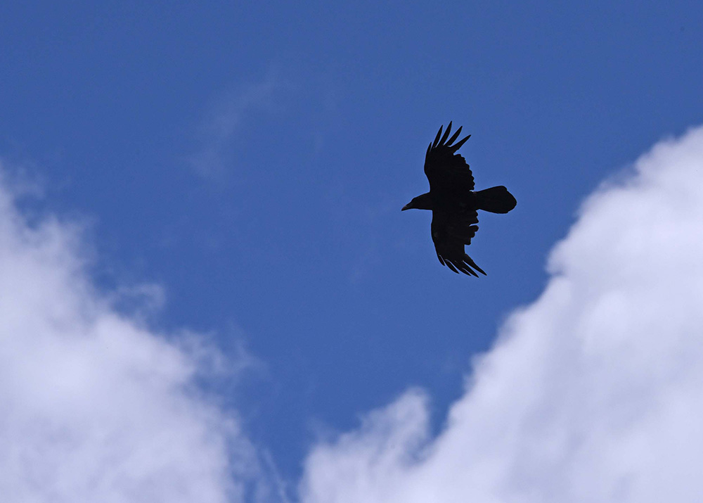 Corvi imperiali (Corvus corax) in alta quota