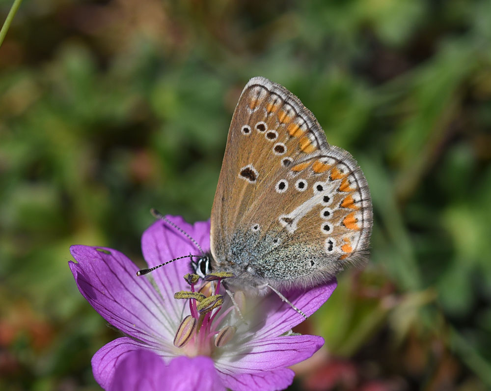 Aricia eumedon