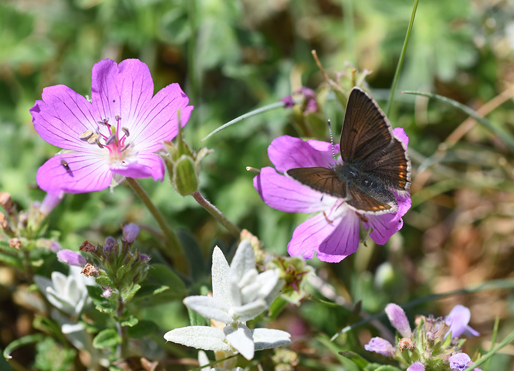 Aricia eumedon