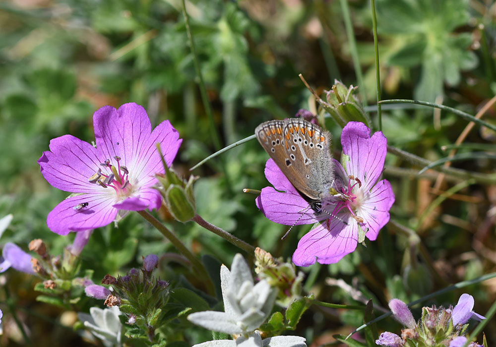 Aricia eumedon