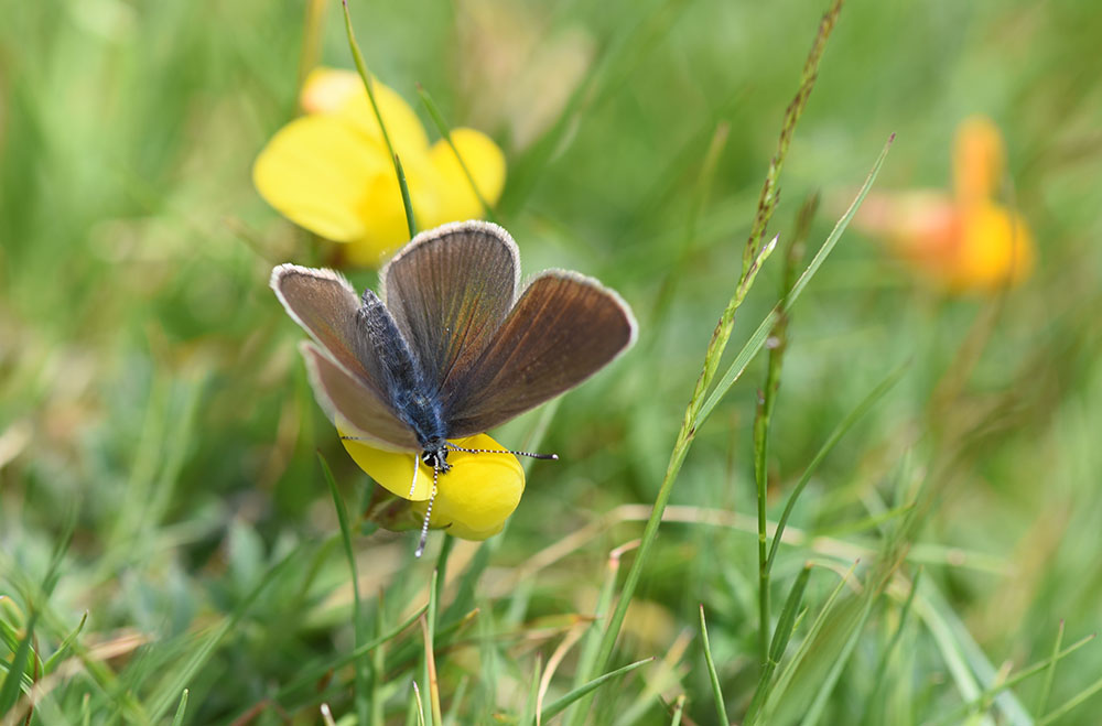 Aricia eumedon