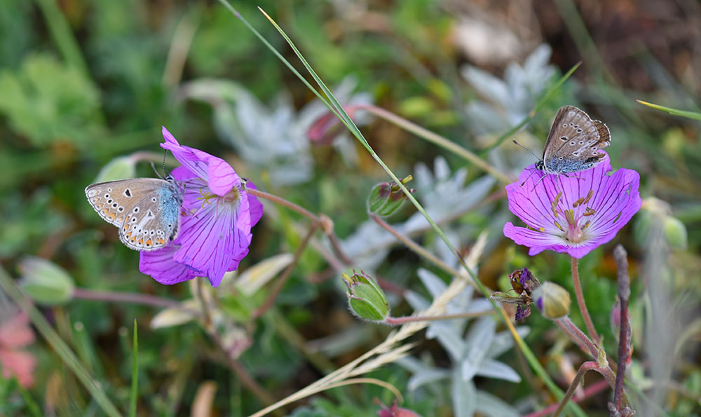 Aricia eumedon