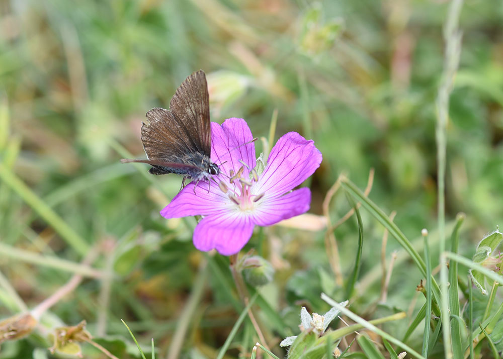 Aricia eumedon