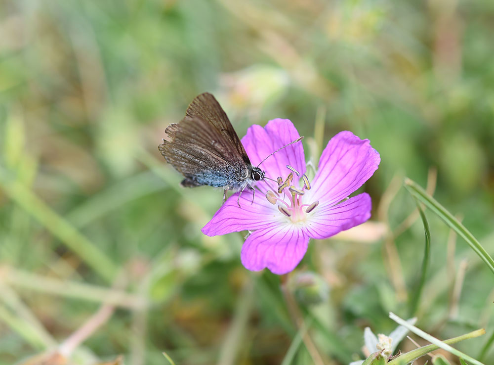 Aricia eumedon