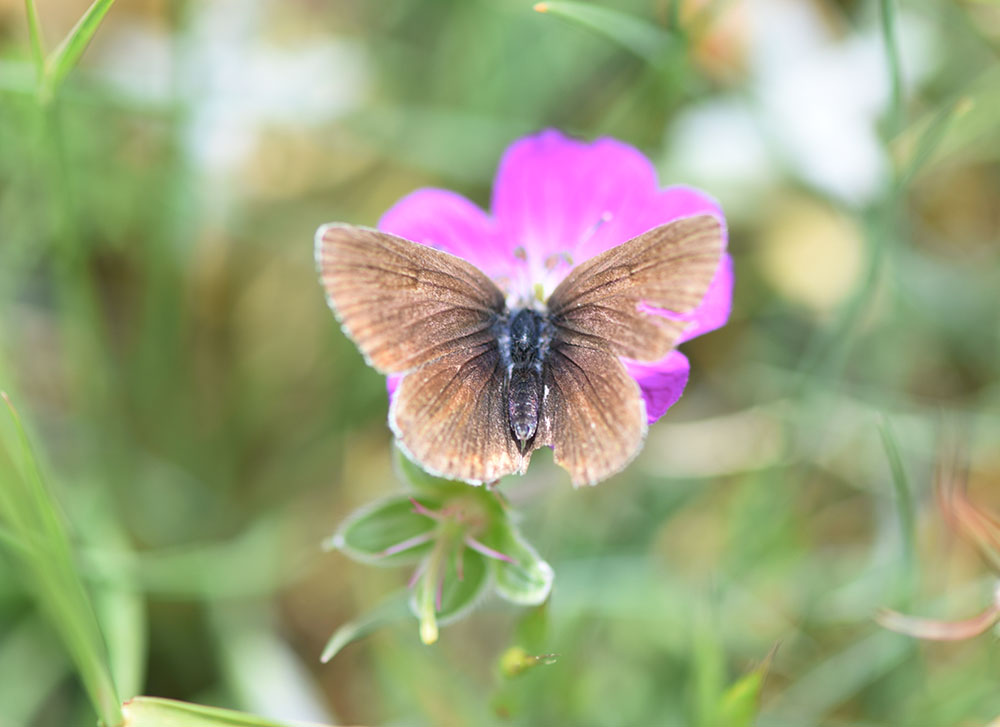 Aricia eumedon