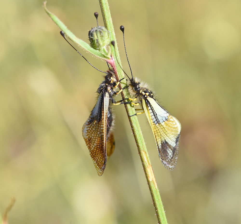 Libelloides lacteus e Libelloides coccajus